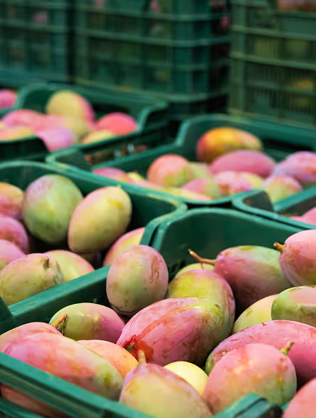 Industry_FoodService